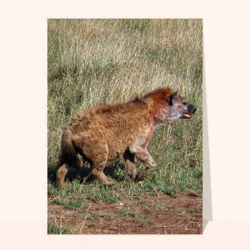 carte d'animaux : La hyène qui se promène