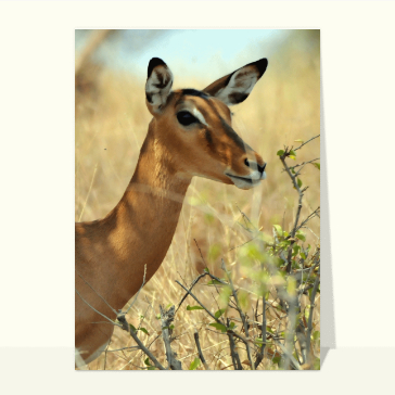 Tête de gazelle de thomson