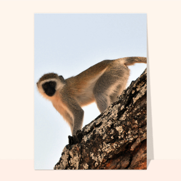 Singe des velvet