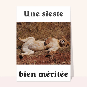 carte d'animaux : La sieste d'une lionne