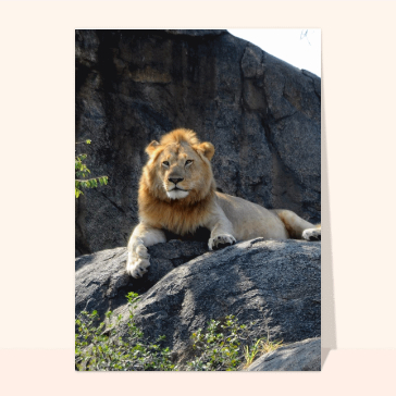 carte d'animaux : Un lion sur son rocher
