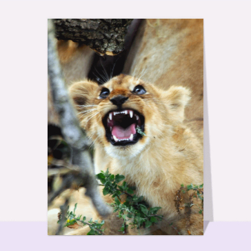 Les dents du lionceau