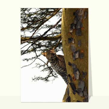 carte d'animaux : Leopard qui se cache