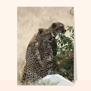 Un couple de leopards