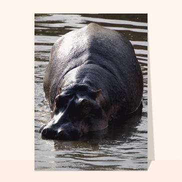 carte d'animaux : Un hippopotame dans la savane