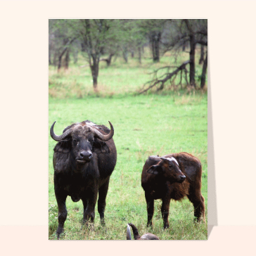carte d'animaux : Maman gnou et fiston gnou
