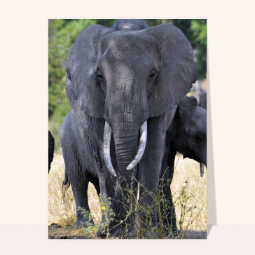 carte d'animaux : Un éléphant mâle en Afrique