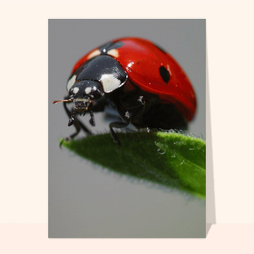 Coccinelle gros plan