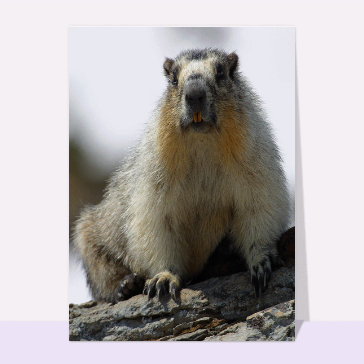 carte d'animaux : Marmotte