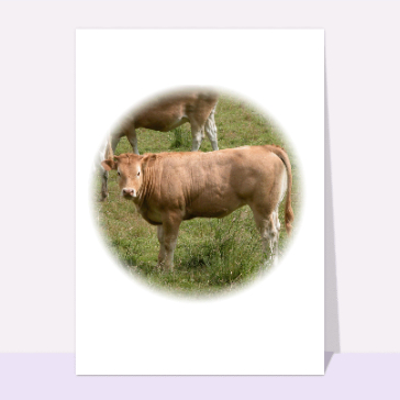 Veau dans la prairie