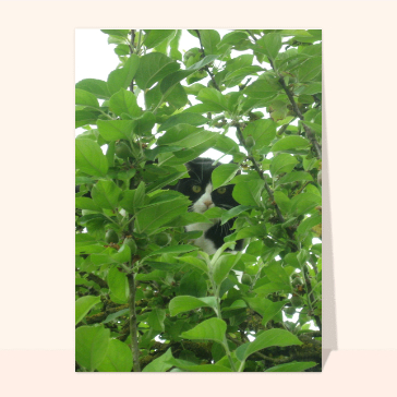 carte d'animaux : Chat cache dans les feuillages