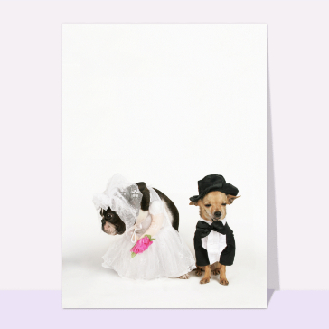 Petits chiens maries