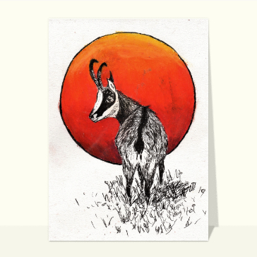 Un petit chamois