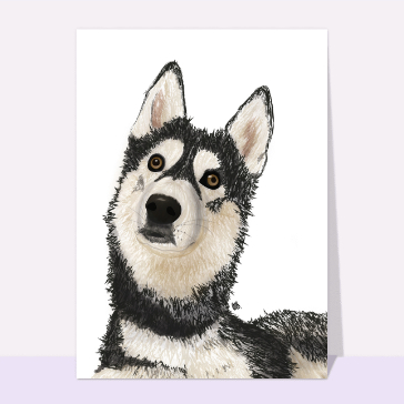 carte d'animaux : Magnifique Husky