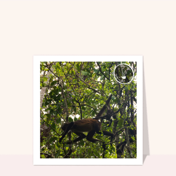 carte d'animaux : Singe dans le parc de Calakmul au Mexique