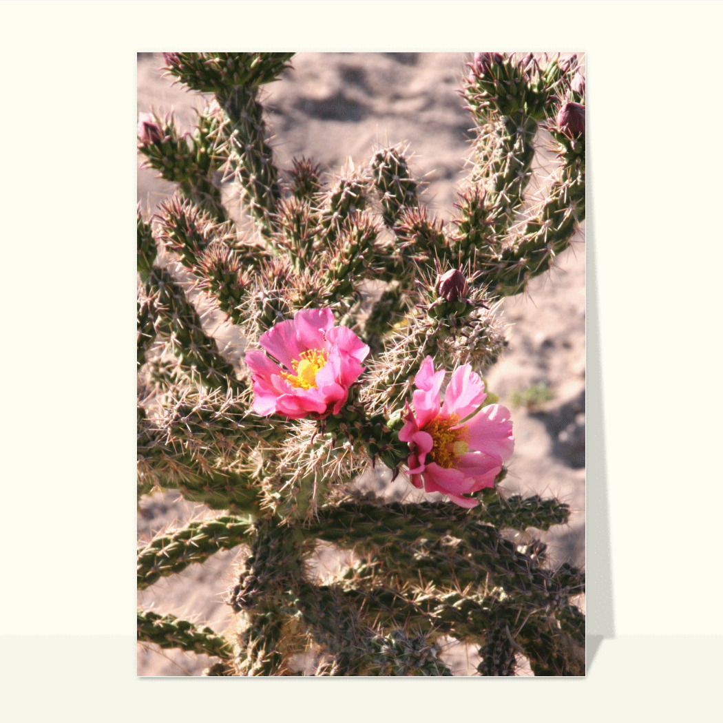 Cactus en fleurs roses clatantes - Carte de nature