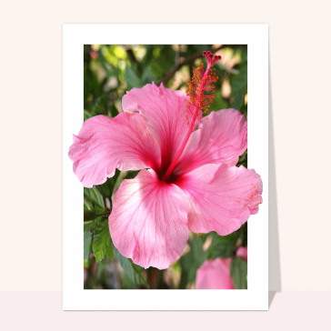 Hibiscus