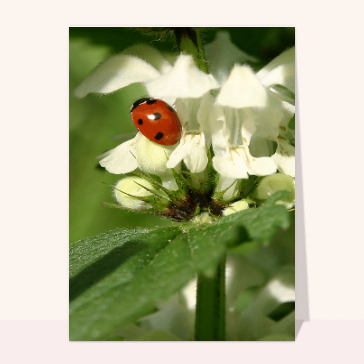 Coccinelle