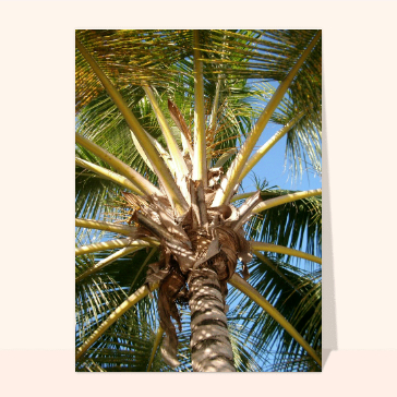 carte de nature : Sous le palmier