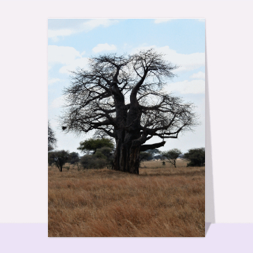 carte de nature : Un baobab dans la savane