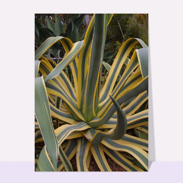 Paysages et nature : Agave Americana