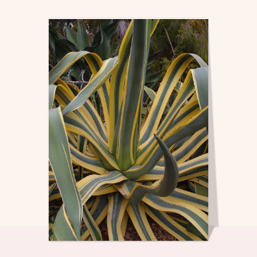 Agave Americana