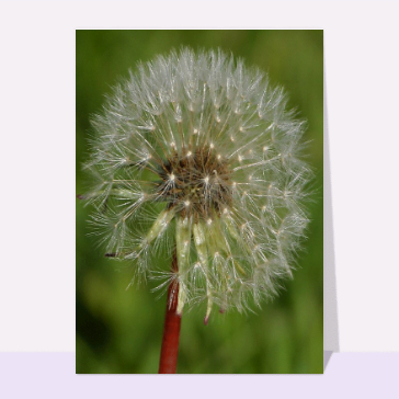 carte de nature : Fleur Taraxacum