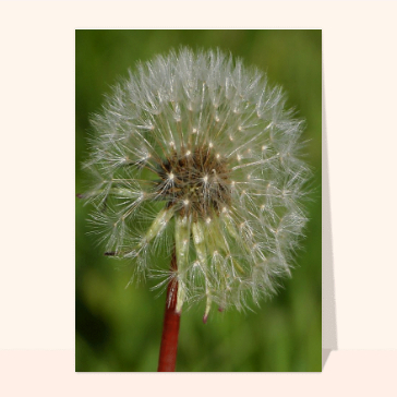 Fleur Taraxacum
