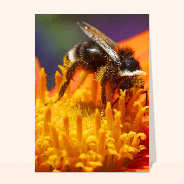Abeille butine