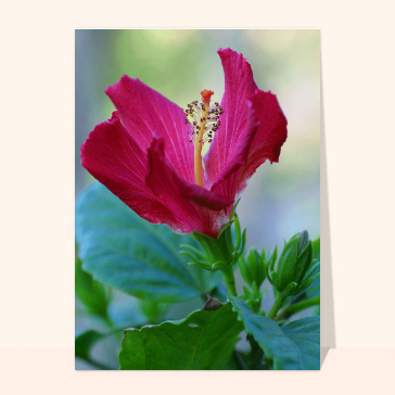 carte de nature : Hibiscus rosa-sinensis