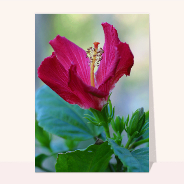 Hibiscus rosa-sinensis