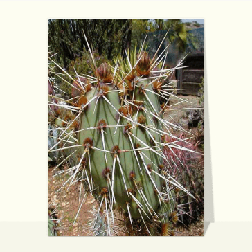 carte de nature : Cactus et ses grandes épines