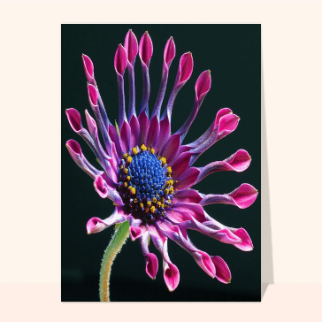Paysages et nature : African daisy