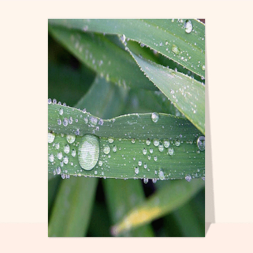 Goutte sur une feuille
