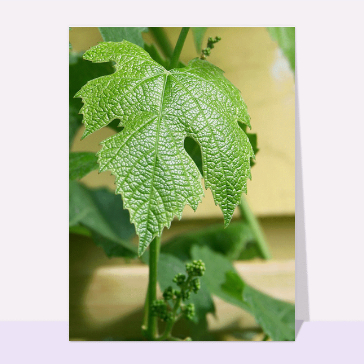 Feuille