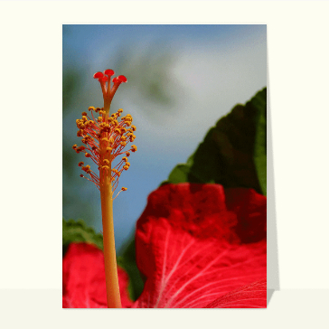 carte de nature : Pistil Hibiscus