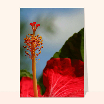 Pistil Hibiscus