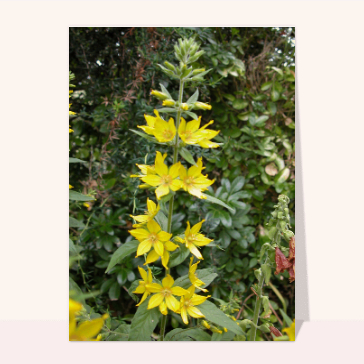 Fleurs jaunes