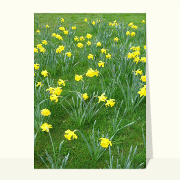 Champs de fleurs jaunes