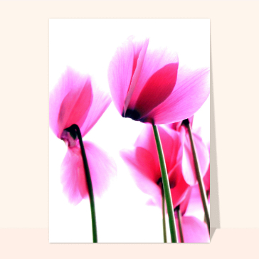 cyclamen
