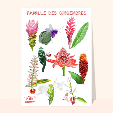Famille des gingembres