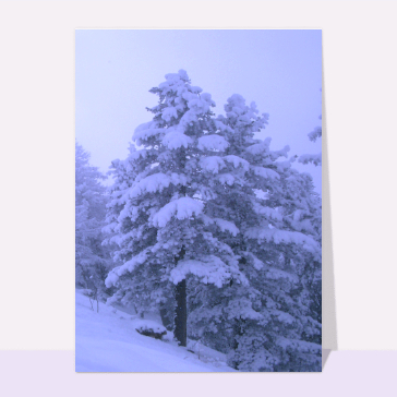 Sapin enneige