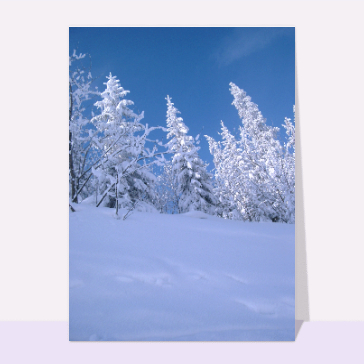 Neige et sapins