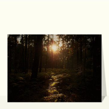 Couché de soleil dans une forêt