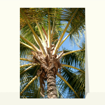 carte de vacances : Palmier vu de dessous