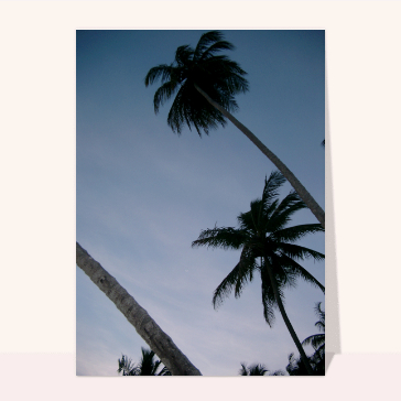 Palmiers le soir