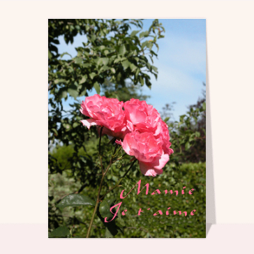 Rose mamie je t aime