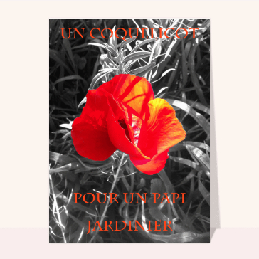 carte de fête des grands-pères : Un coquelicot pour un papi jardinier
