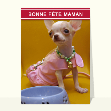 Le petit chihuahua et son gilet rose