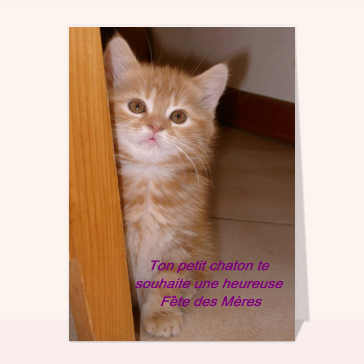 Petit chaton fete des meres